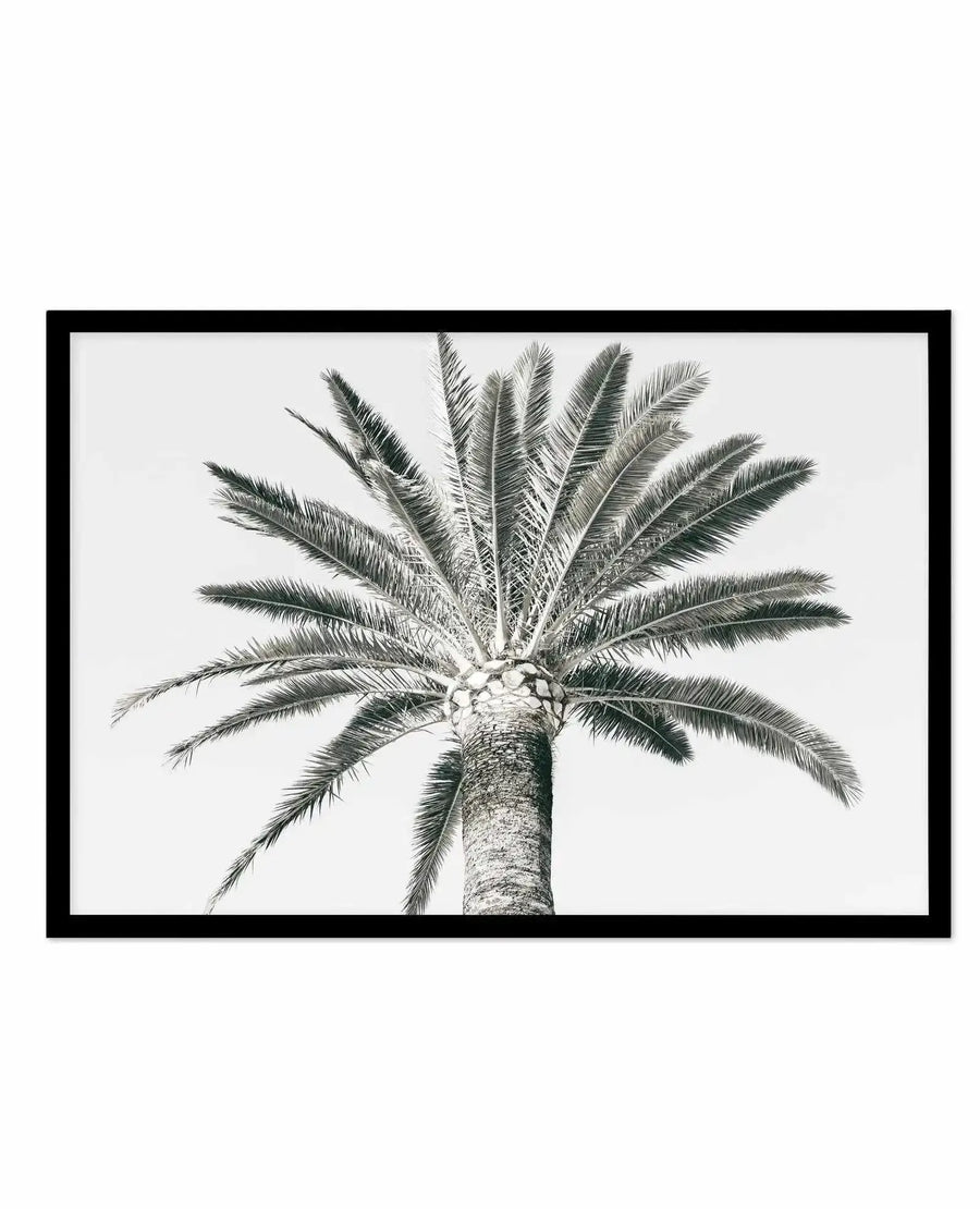 Black and white pen illustration of a palm tree viewed from below, showing the trunk and fronds radiating upward in a symmetrical composition. The artwork features fine, detailed line work rendering the texture of the bark and the delicate feathering of each frond. Presented in a horizontal rectangular black frame with white border against a white background.