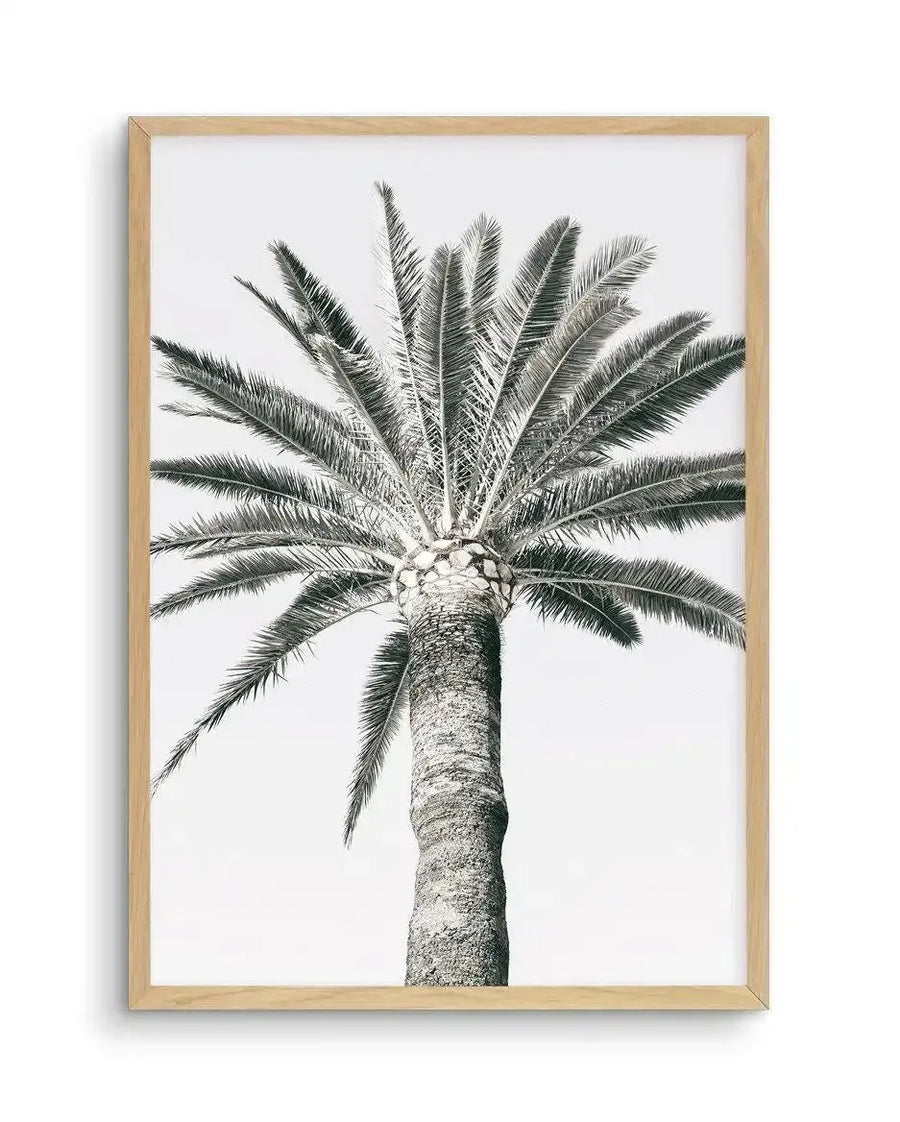 Framed art print of a tall palm tree viewed from below, shot against a white background. The tree features a textured, light gray trunk with detailed botanical line work showing the bark's surface. Multiple long, feathered fronds radiate outward from the top in a symmetrical crown, rendered in black and dark gray ink with fine detail work emphasizing individual leaflets. The artwork has a minimalist, pen-and-ink illustration style. Natural wood frame with white border surrounding the print.