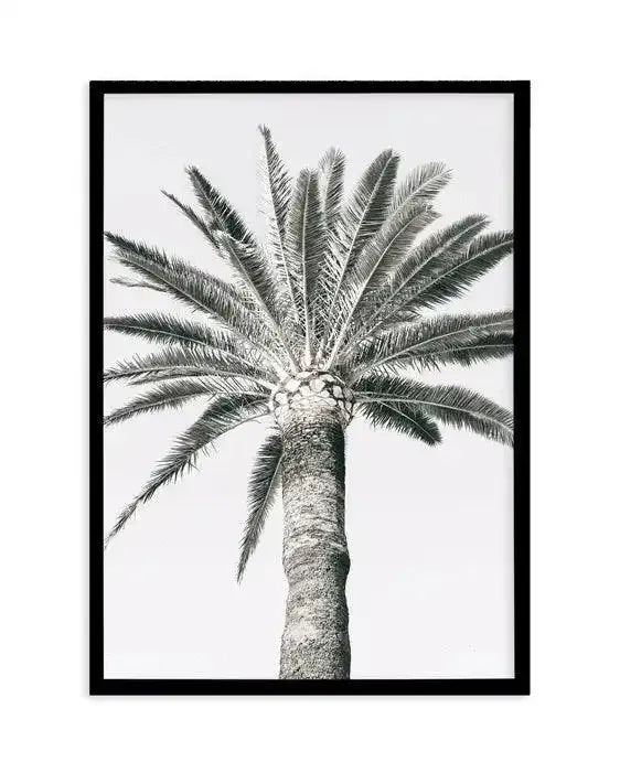 Black and white pencil sketch of a tall palm tree viewed from directly below, showing its textured trunk and radiating fronds spreading outward in a circular canopy. The detailed illustration uses fine line work to capture the bark texture and individual leaflets of the fronds. The artwork is presented in a black frame with a white border against a neutral background.