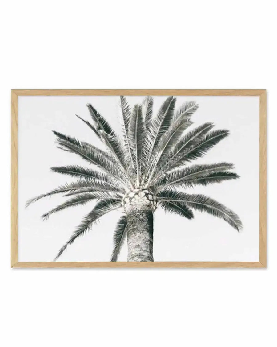 Cannes Palm | LS Art Print from Olive et Oriel where you can shop wallpaper and artworks online