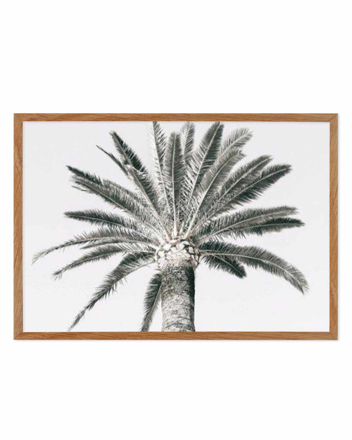 Cannes Palm | LS Art Print