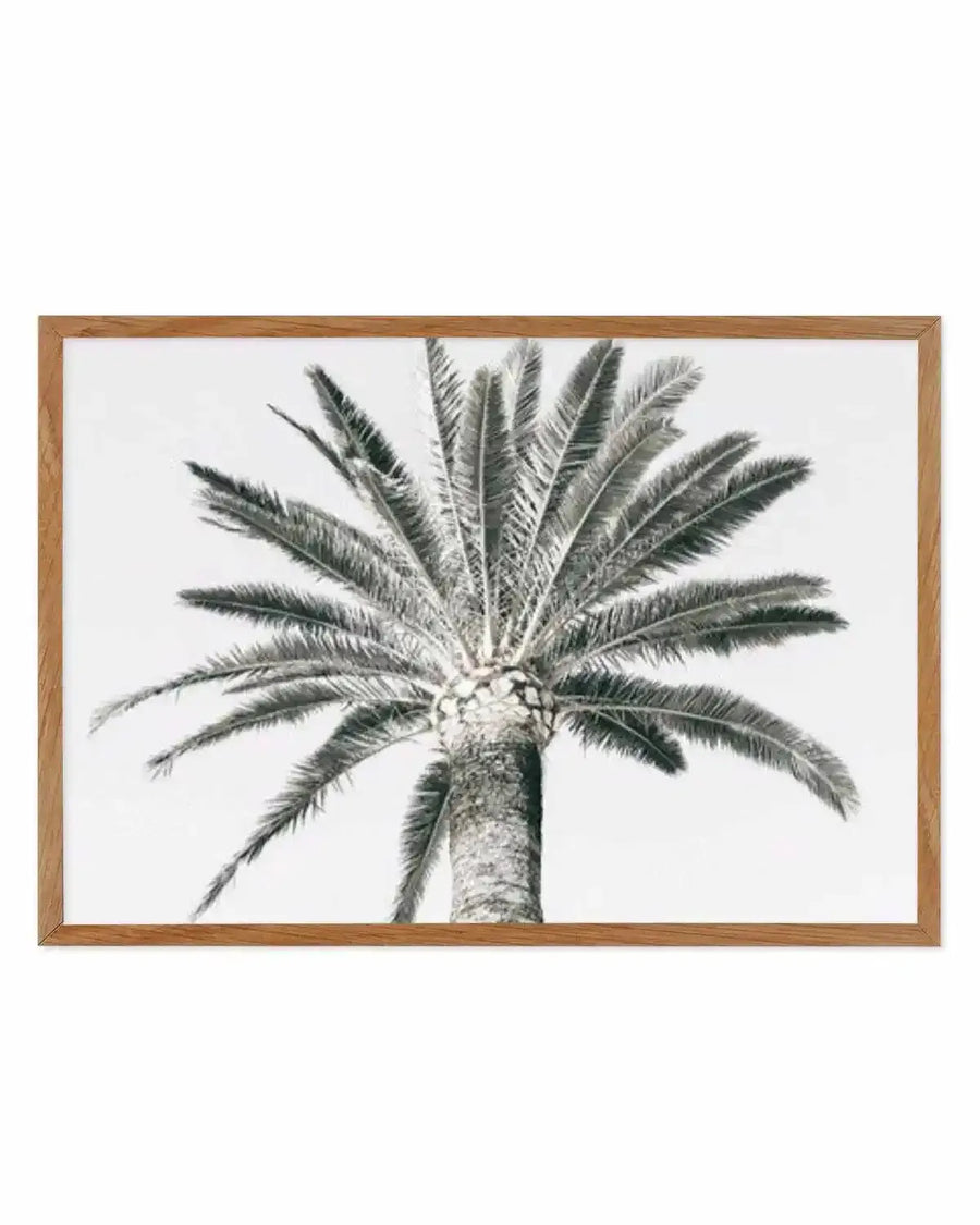 Cannes Palm | LS Art Print from Olive et Oriel where you can shop wallpaper and artworks online