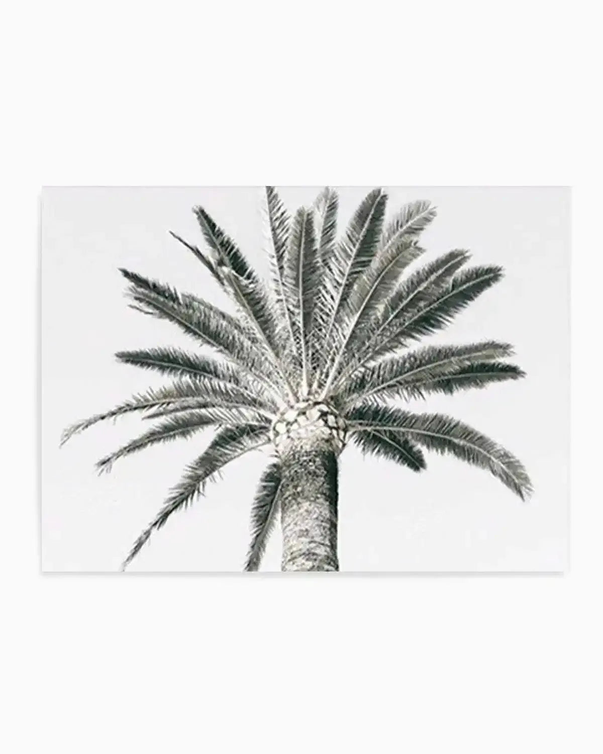 Cannes Palm | LS Art Print from Olive et Oriel where you can shop wallpaper and artworks online