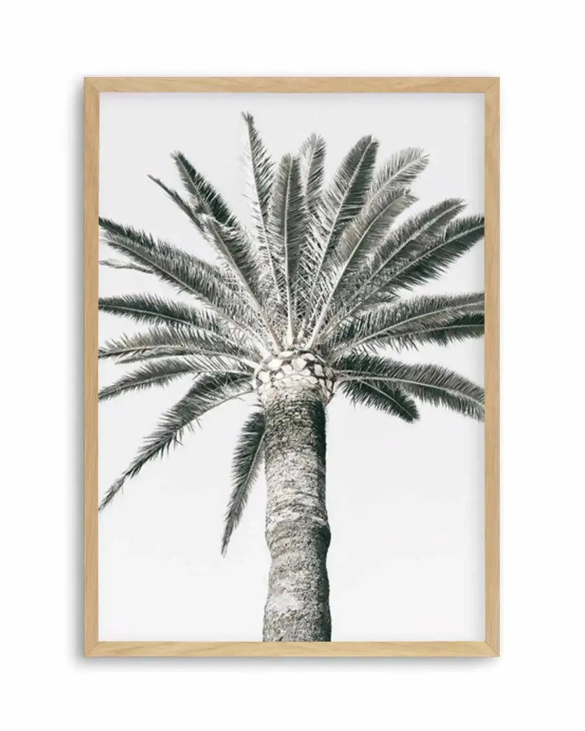 Cannes Palm | PT Art Print from Olive et Oriel where you can shop wallpaper and artworks online