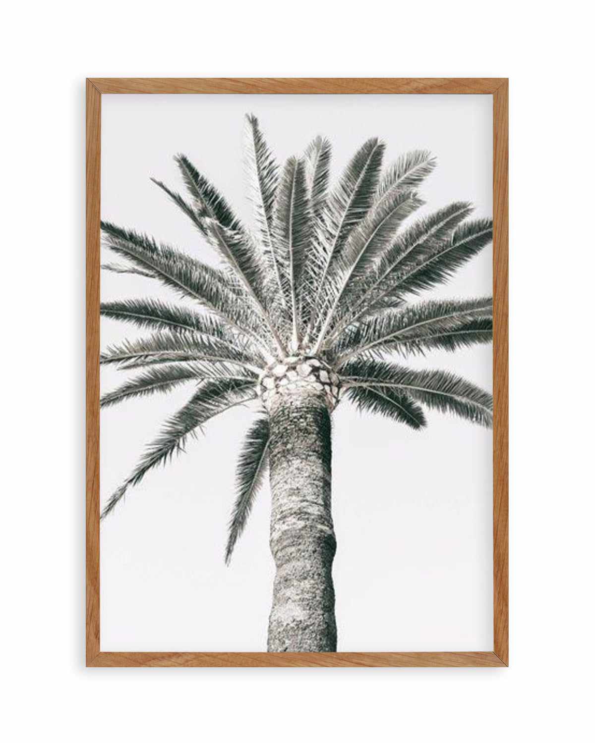 Cannes Palm | PT Art Print