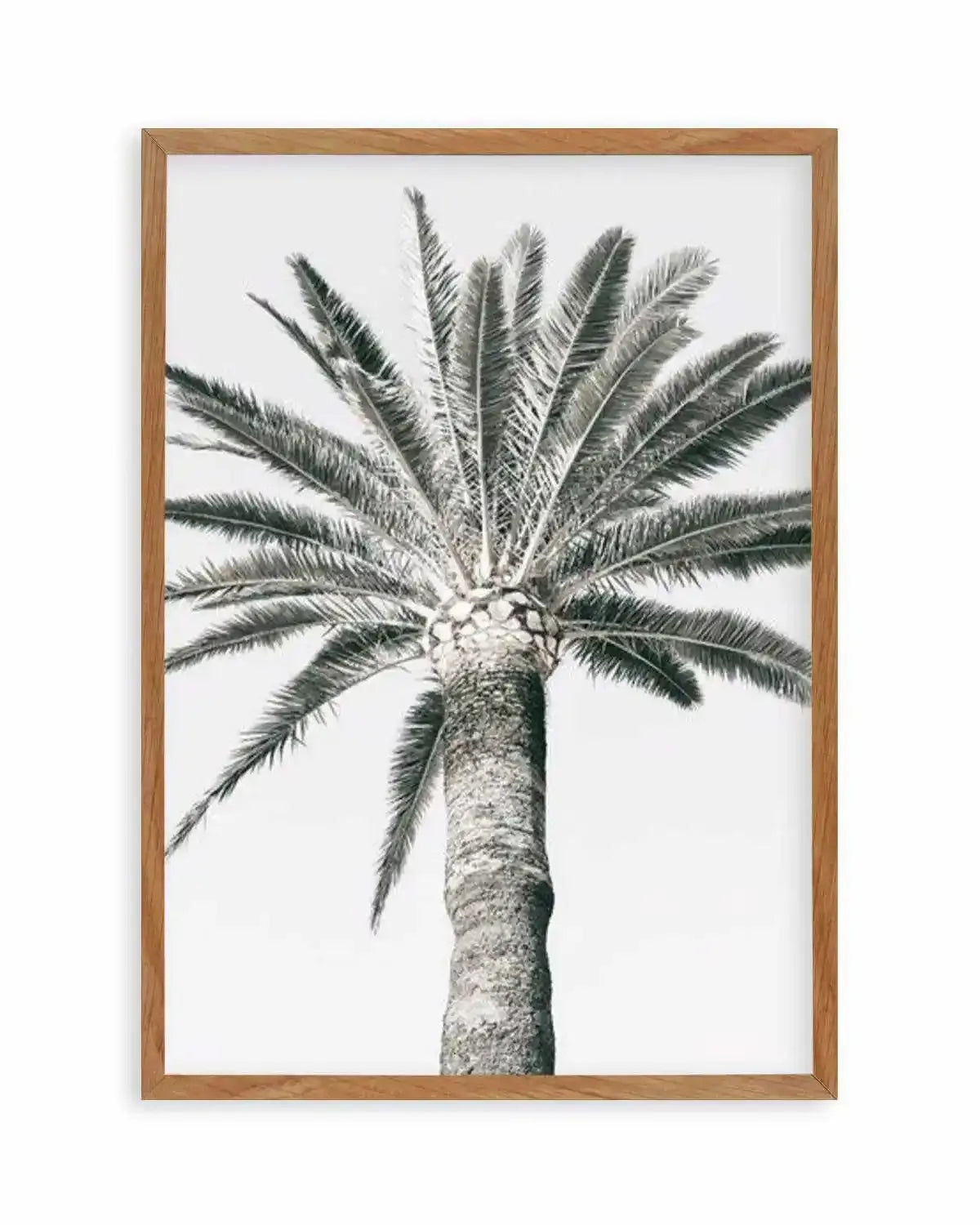 Cannes Palm | PT Art Print from Olive et Oriel where you can shop wallpaper and artworks online