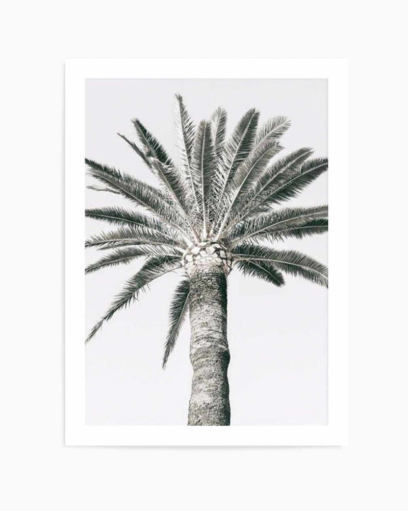 Cannes Palm | PT Art Print