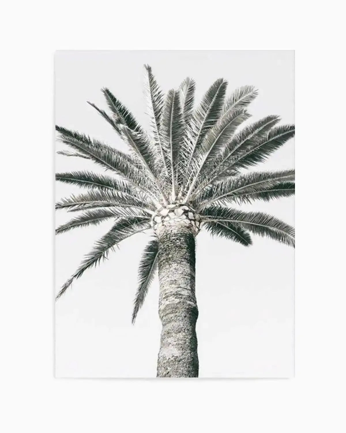 Cannes Palm | PT Art Print from Olive et Oriel where you can shop wallpaper and artworks online