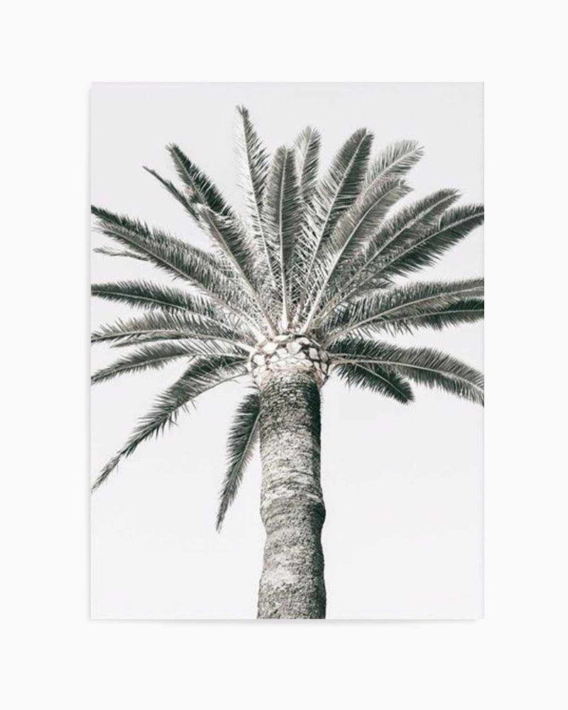 Cannes Palm | PT Art Print