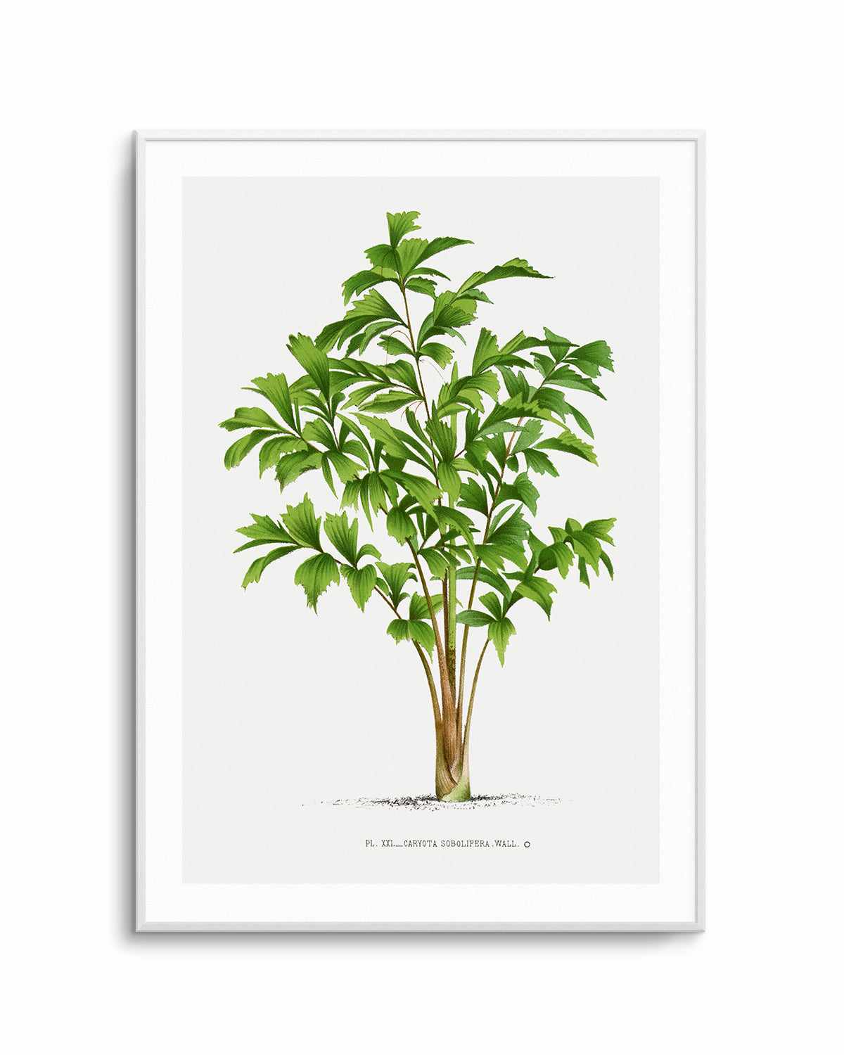 Caryota Sobolifera Vintage Palm Poster Art Print