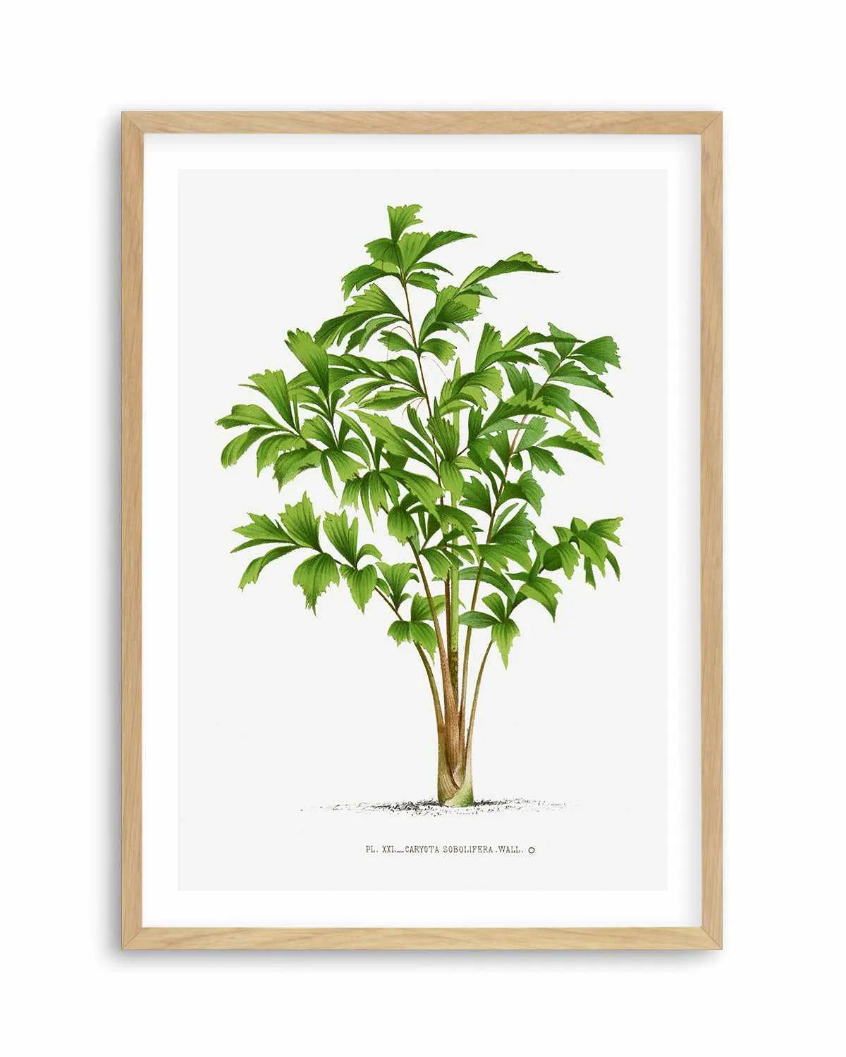 Caryota Sobolifera Vintage Palm Poster Art Print from Olive et Oriel where you can shop wallpaper and artworks online