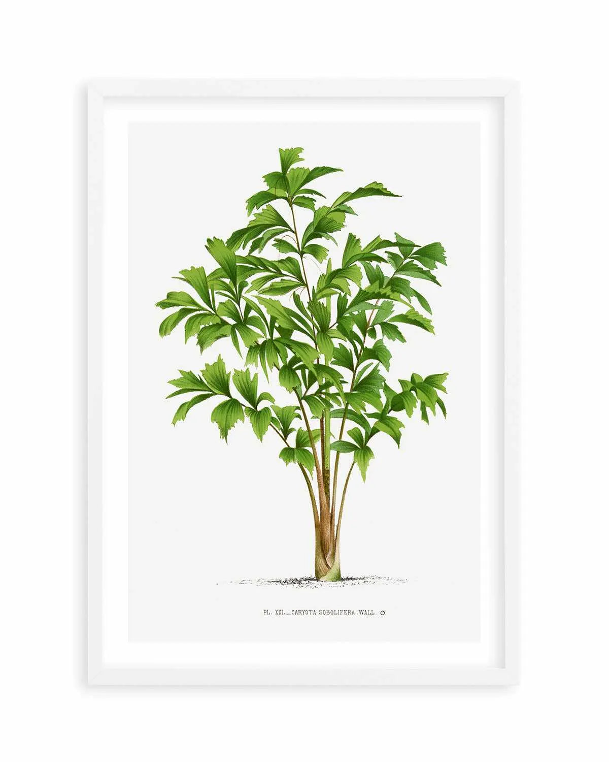 Caryota Sobolifera Vintage Palm Poster Art Print from Olive et Oriel where you can shop wallpaper and artworks online