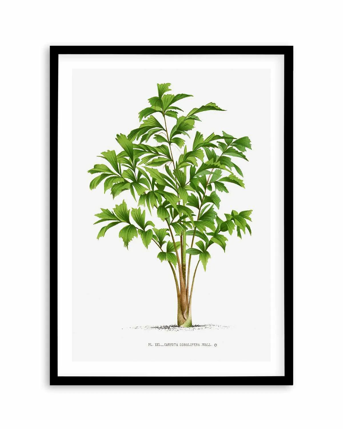 Caryota Sobolifera Vintage Palm Poster Art Print from Olive et Oriel where you can shop wallpaper and artworks online