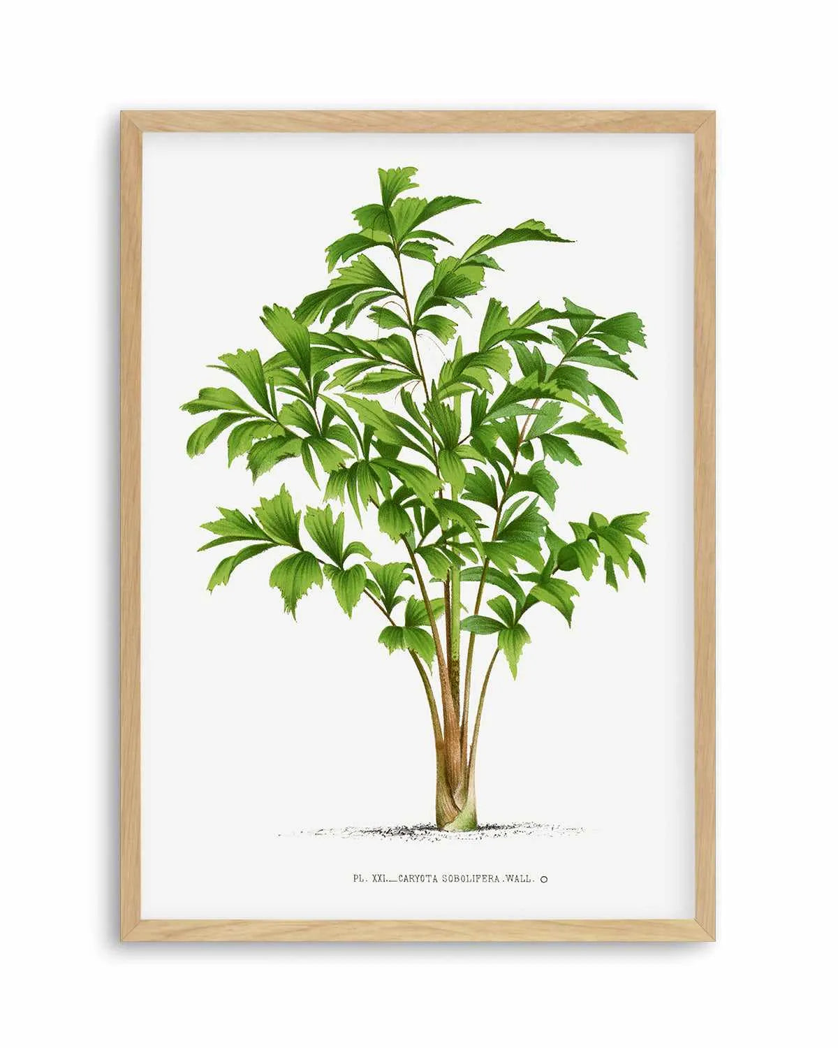 Caryota Sobolifera Vintage Palm Poster Art Print from Olive et Oriel where you can shop wallpaper and artworks online