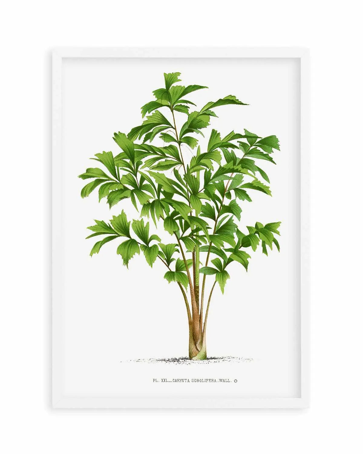 Caryota Sobolifera Vintage Palm Poster Art Print from Olive et Oriel where you can shop wallpaper and artworks online