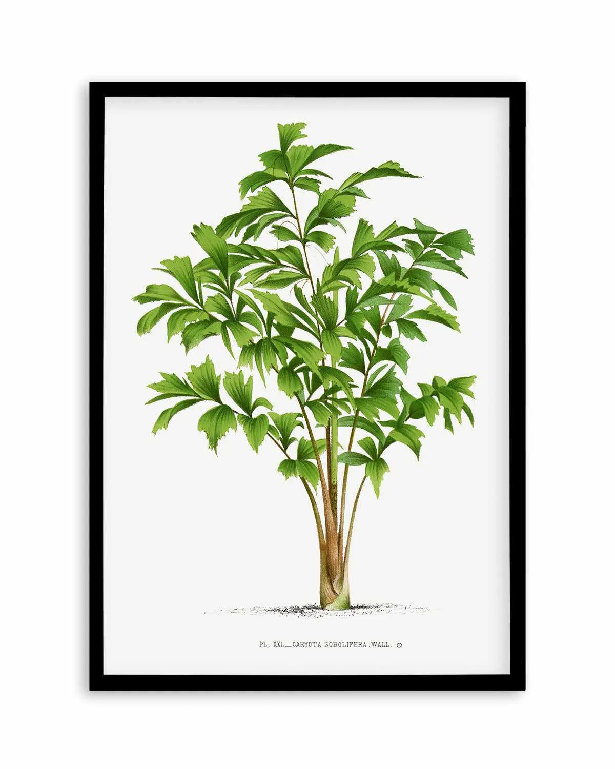 Caryota Sobolifera Vintage Palm Poster Art Print from Olive et Oriel where you can shop wallpaper and artworks online