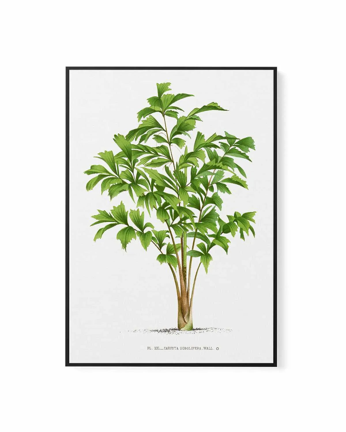 Caryota Sobolifera Vintage Palm Poster | Framed Canvas Art Print from Olive et Oriel where you can shop wallpaper and artworks online