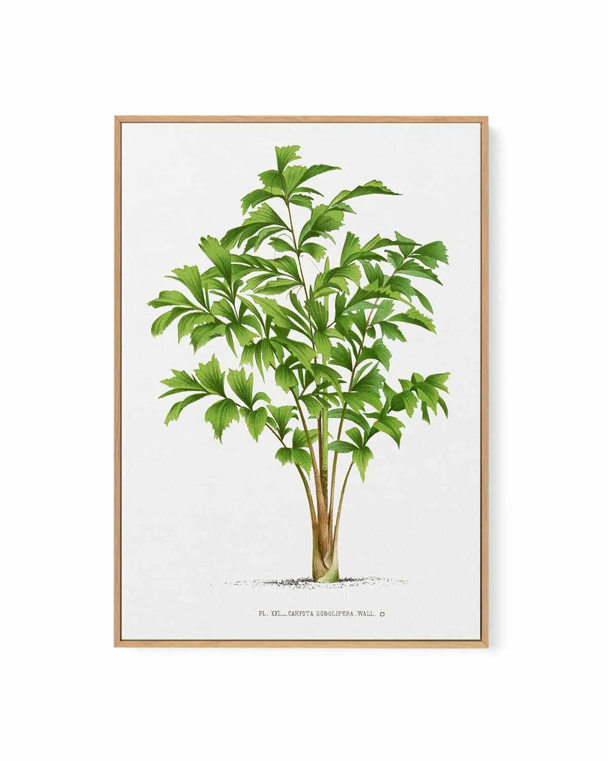 Caryota Sobolifera Vintage Palm Poster | Framed Canvas Art Print from Olive et Oriel where you can shop wallpaper and artworks online