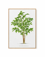 Caryota Sobolifera Vintage Palm Poster | Framed Canvas Art Print