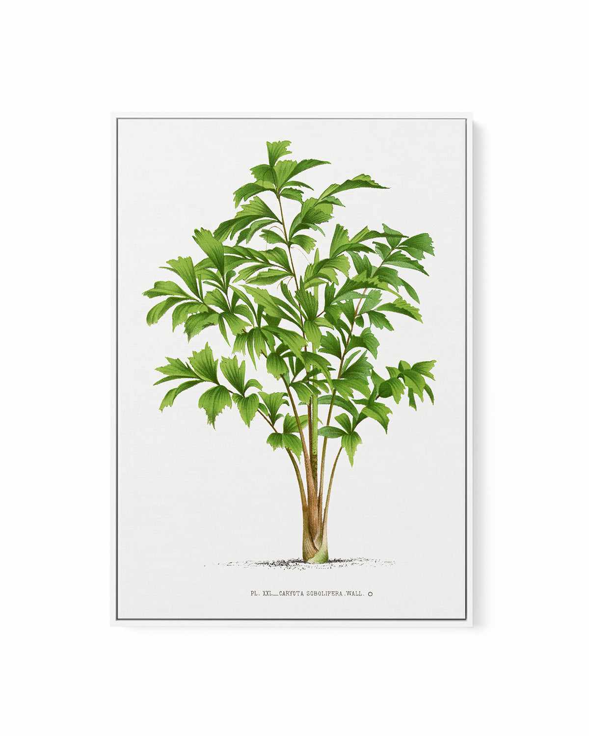 Caryota Sobolifera Vintage Palm Poster | Framed Canvas Art Print