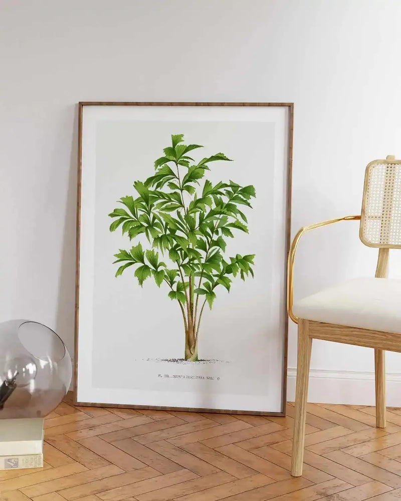 Caryota Sobolifera Vintage Palm Poster Art Print from Olive et Oriel where you can shop wallpaper and artworks online