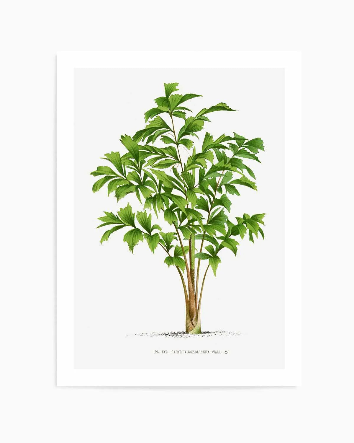 Caryota Sobolifera Vintage Palm Poster Art Print from Olive et Oriel where you can shop wallpaper and artworks online