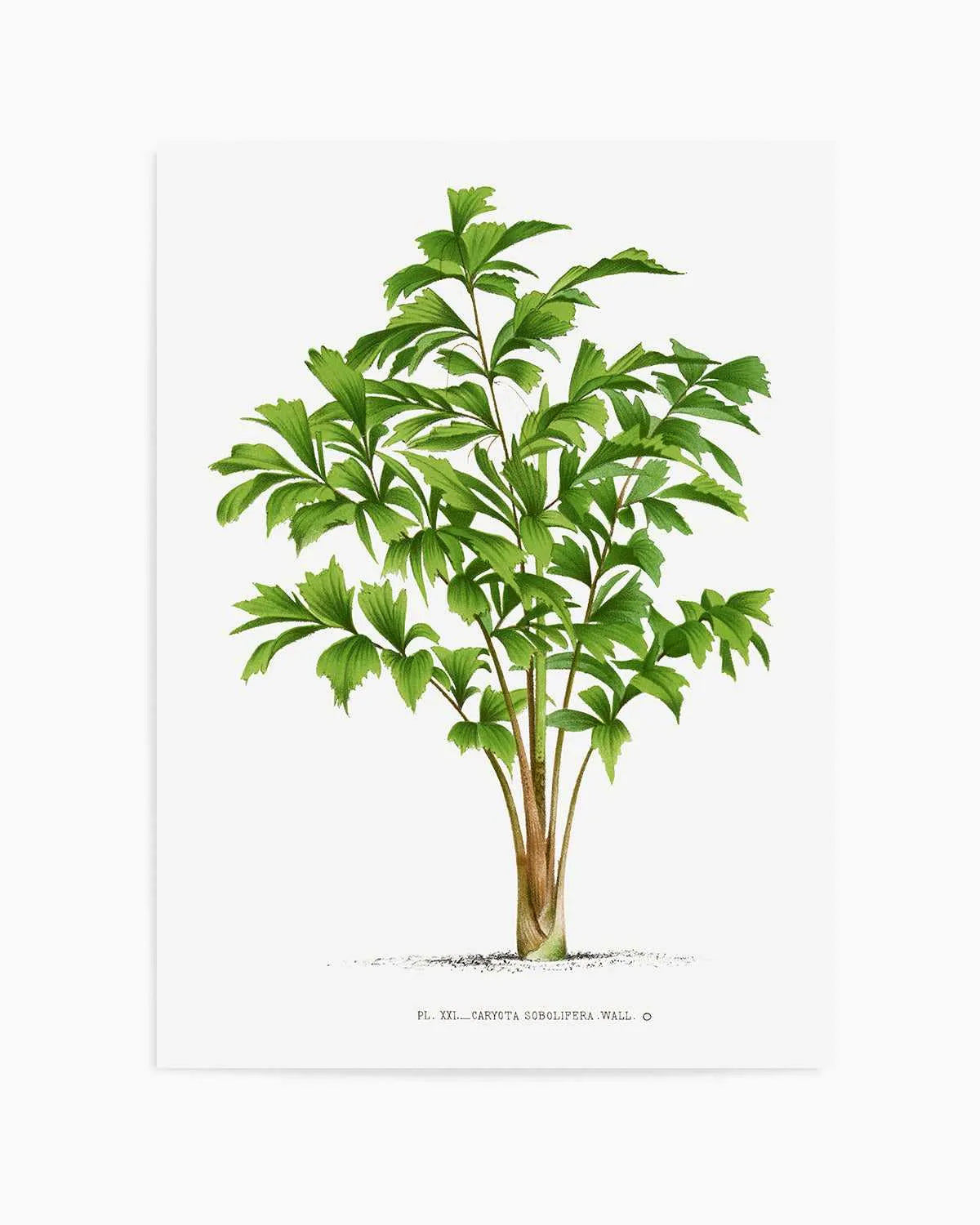 Caryota Sobolifera Vintage Palm Poster Art Print from Olive et Oriel where you can shop wallpaper and artworks online
