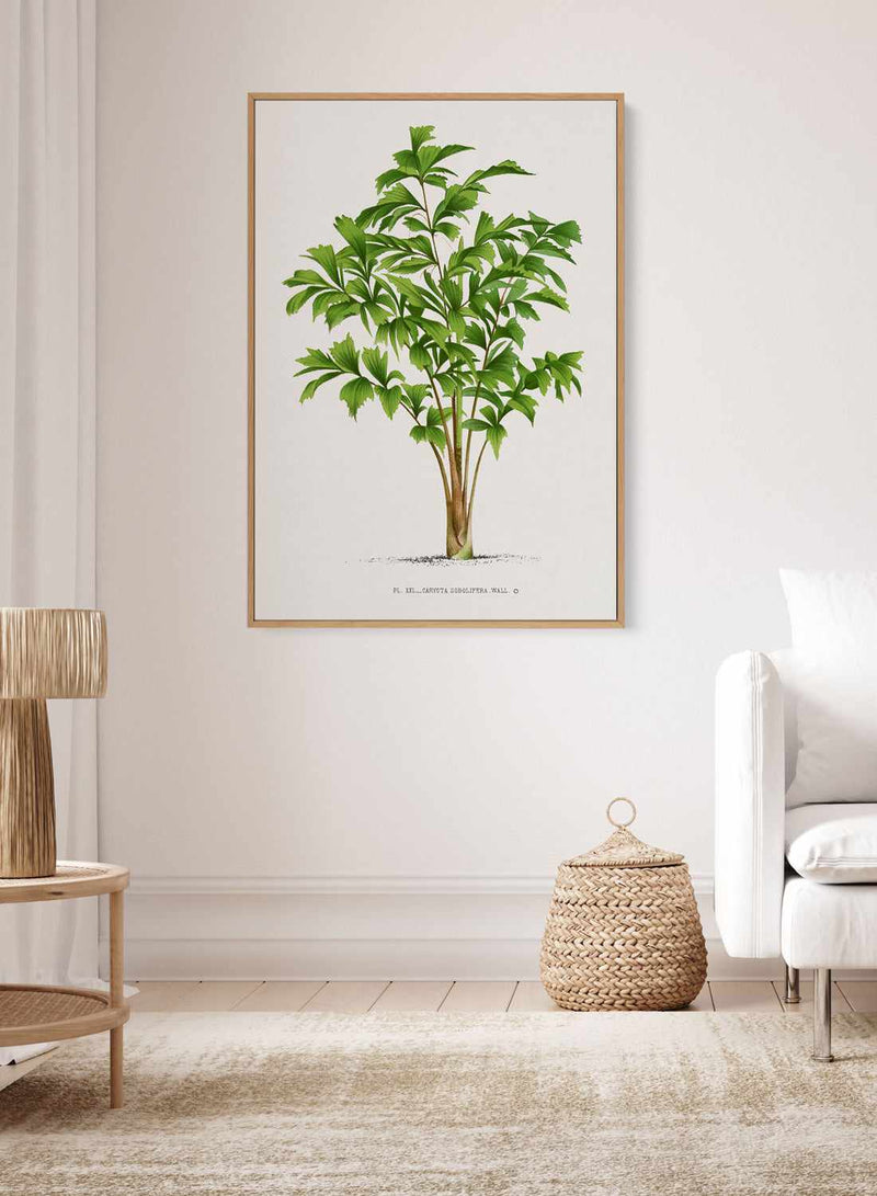 Caryota Sobolifera Vintage Palm Poster | Framed Canvas Art Print