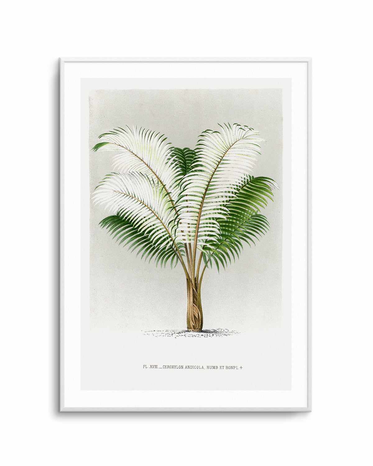 Ceroxylon Andicola Vintage Palm Poster Art Print