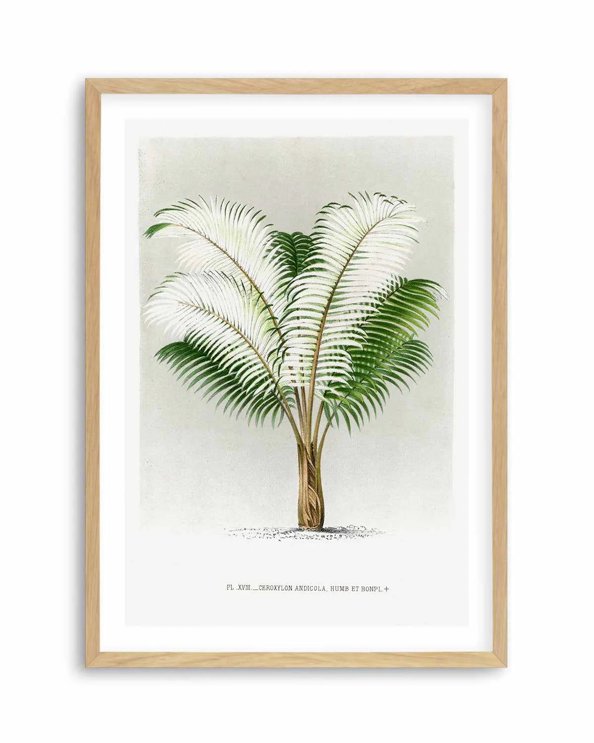 Ceroxylon Andicola Vintage Palm Poster Art Print from Olive et Oriel where you can shop wallpaper and artworks online