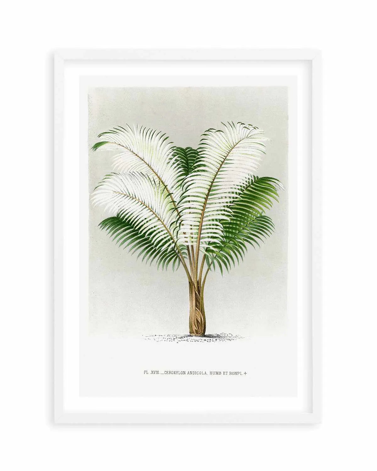 Ceroxylon Andicola Vintage Palm Poster Art Print from Olive et Oriel where you can shop wallpaper and artworks online
