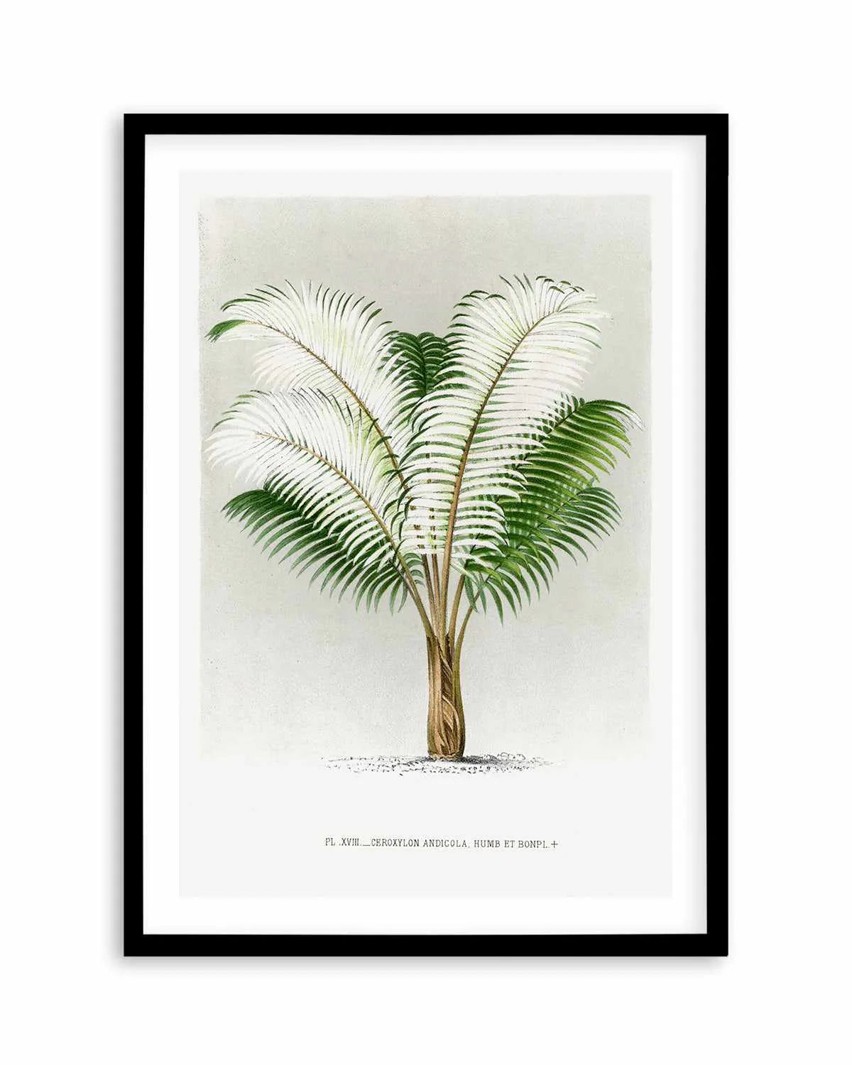 Ceroxylon Andicola Vintage Palm Poster Art Print from Olive et Oriel where you can shop wallpaper and artworks online