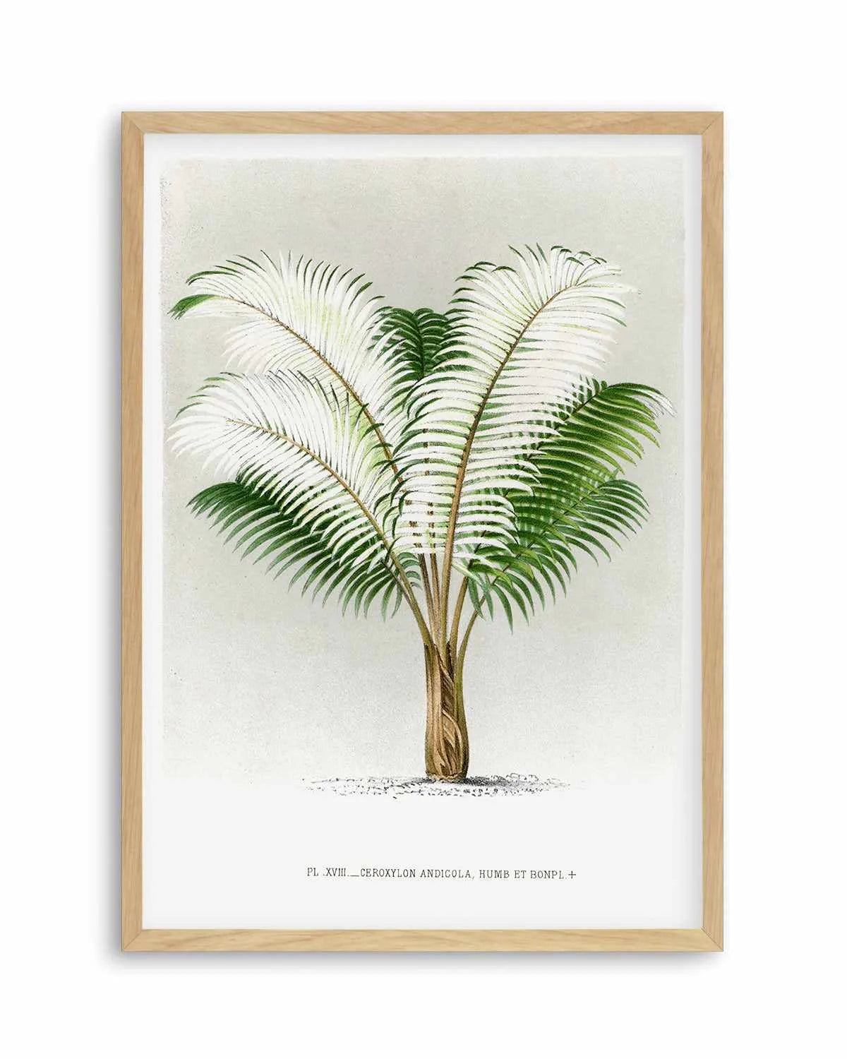 Ceroxylon Andicola Vintage Palm Poster Art Print from Olive et Oriel where you can shop wallpaper and artworks online