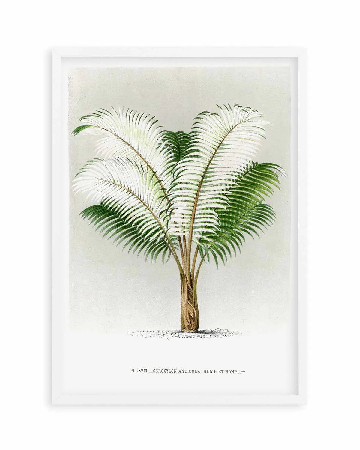 Ceroxylon Andicola Vintage Palm Poster Art Print from Olive et Oriel where you can shop wallpaper and artworks online