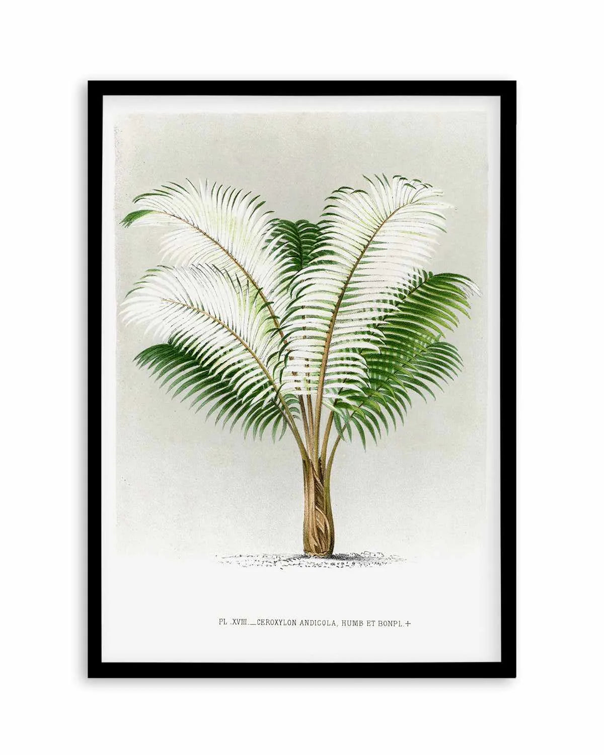 Ceroxylon Andicola Vintage Palm Poster Art Print from Olive et Oriel where you can shop wallpaper and artworks online