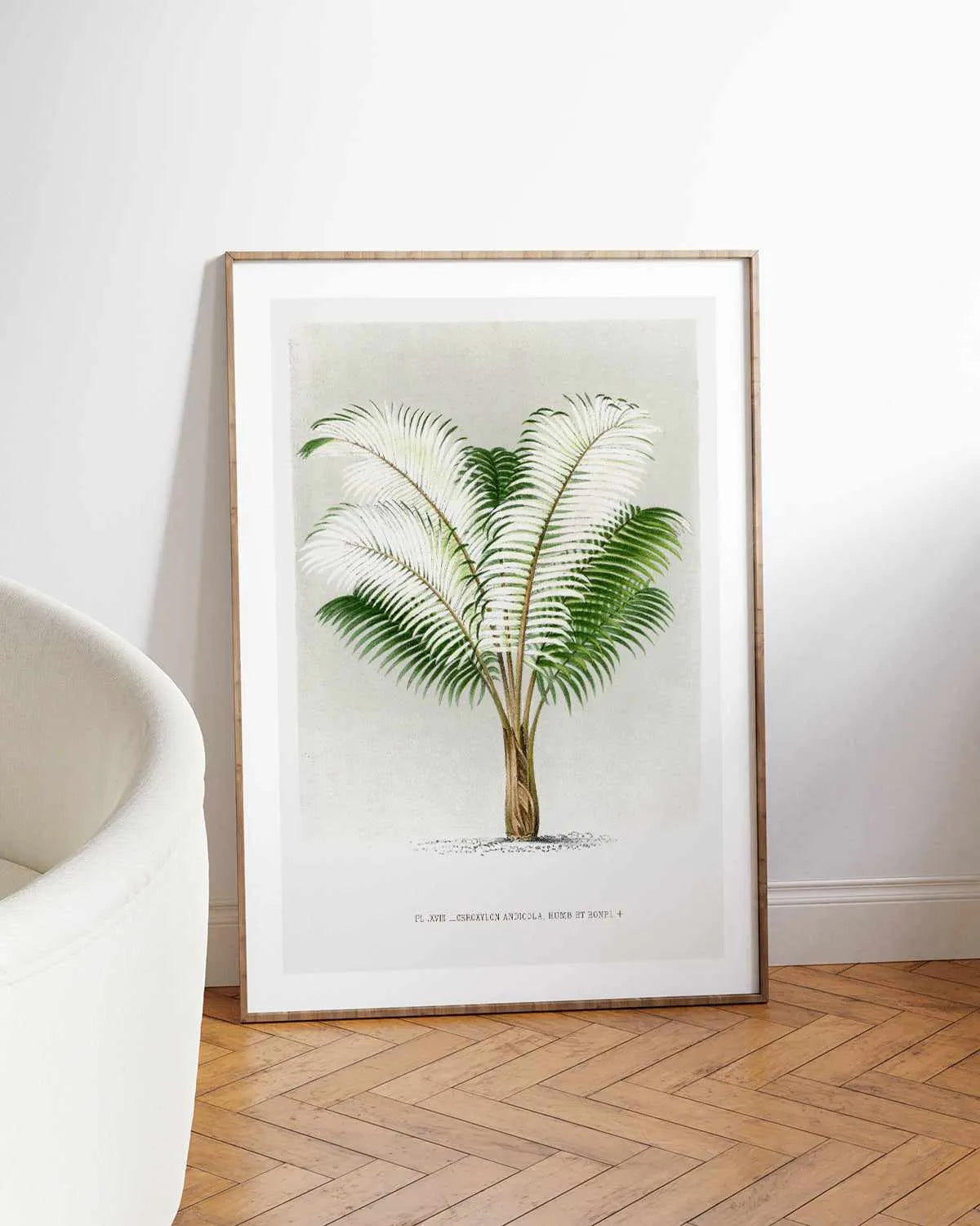 Ceroxylon Andicola Vintage Palm Poster Art Print from Olive et Oriel where you can shop wallpaper and artworks online