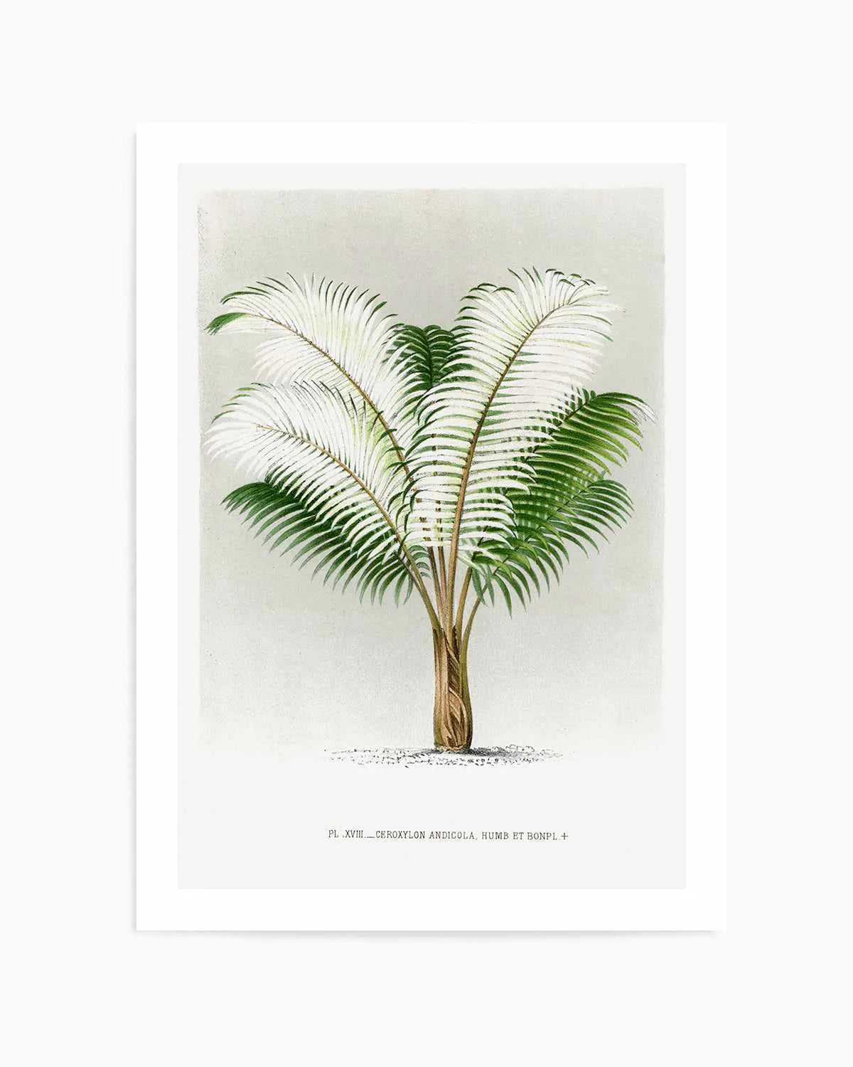 Ceroxylon Andicola Vintage Palm Poster Art Print from Olive et Oriel where you can shop wallpaper and artworks online