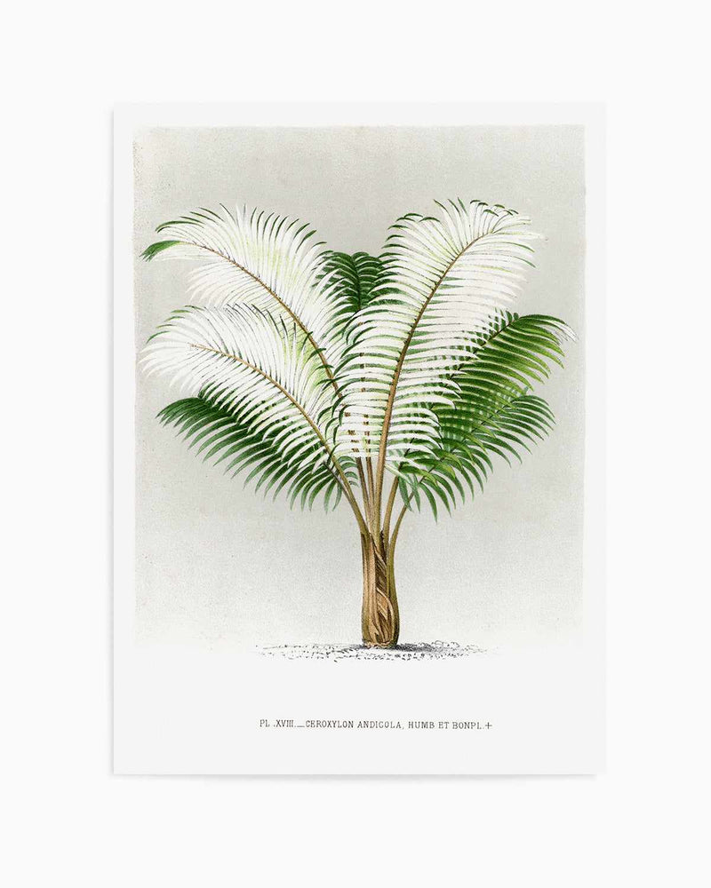 Ceroxylon Andicola Vintage Palm Poster Art Print