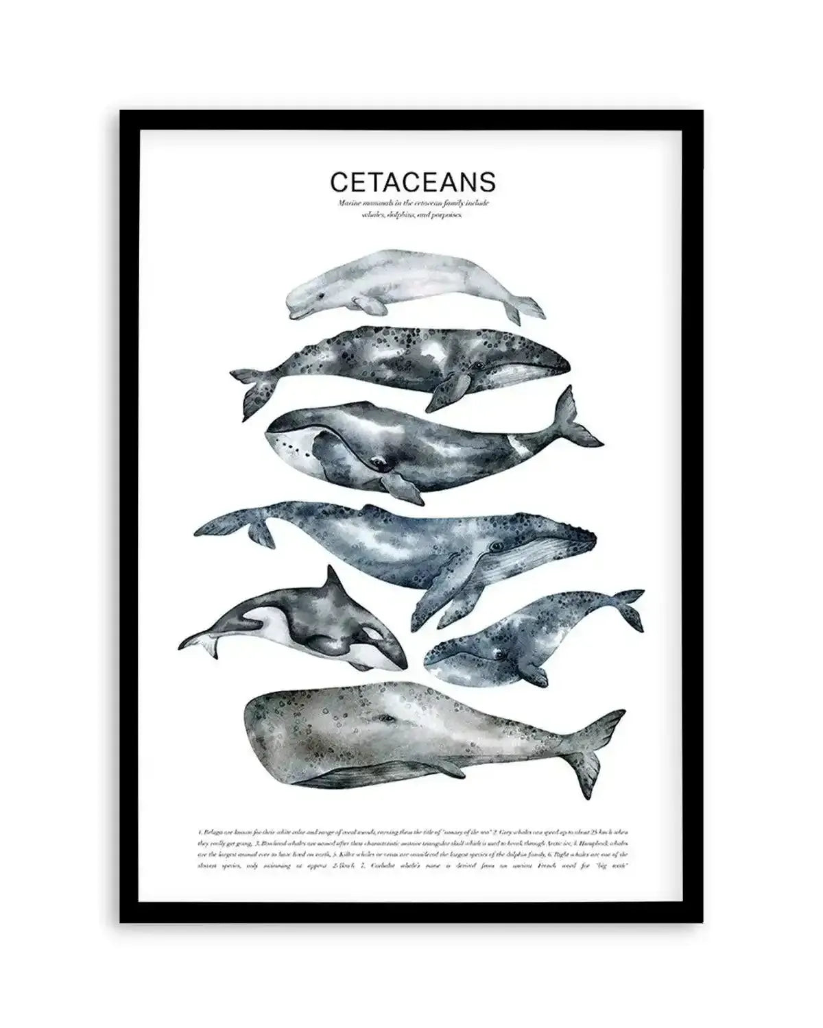 Cetaceans Chart Art Print from Olive et Oriel where you can shop wallpaper and artworks online