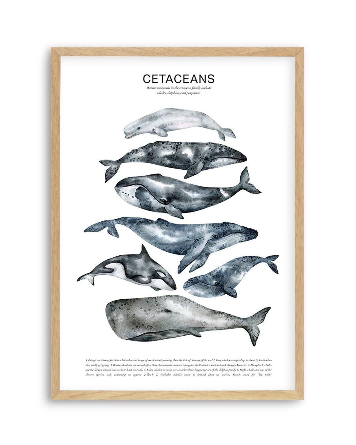 Cetaceans Chart Art Print