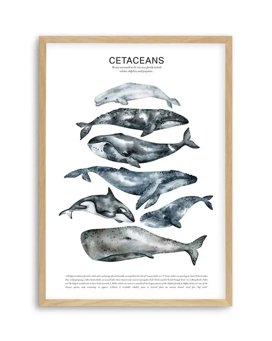 Cetaceans Chart Art Print from Olive et Oriel where you can shop wallpaper and artworks online