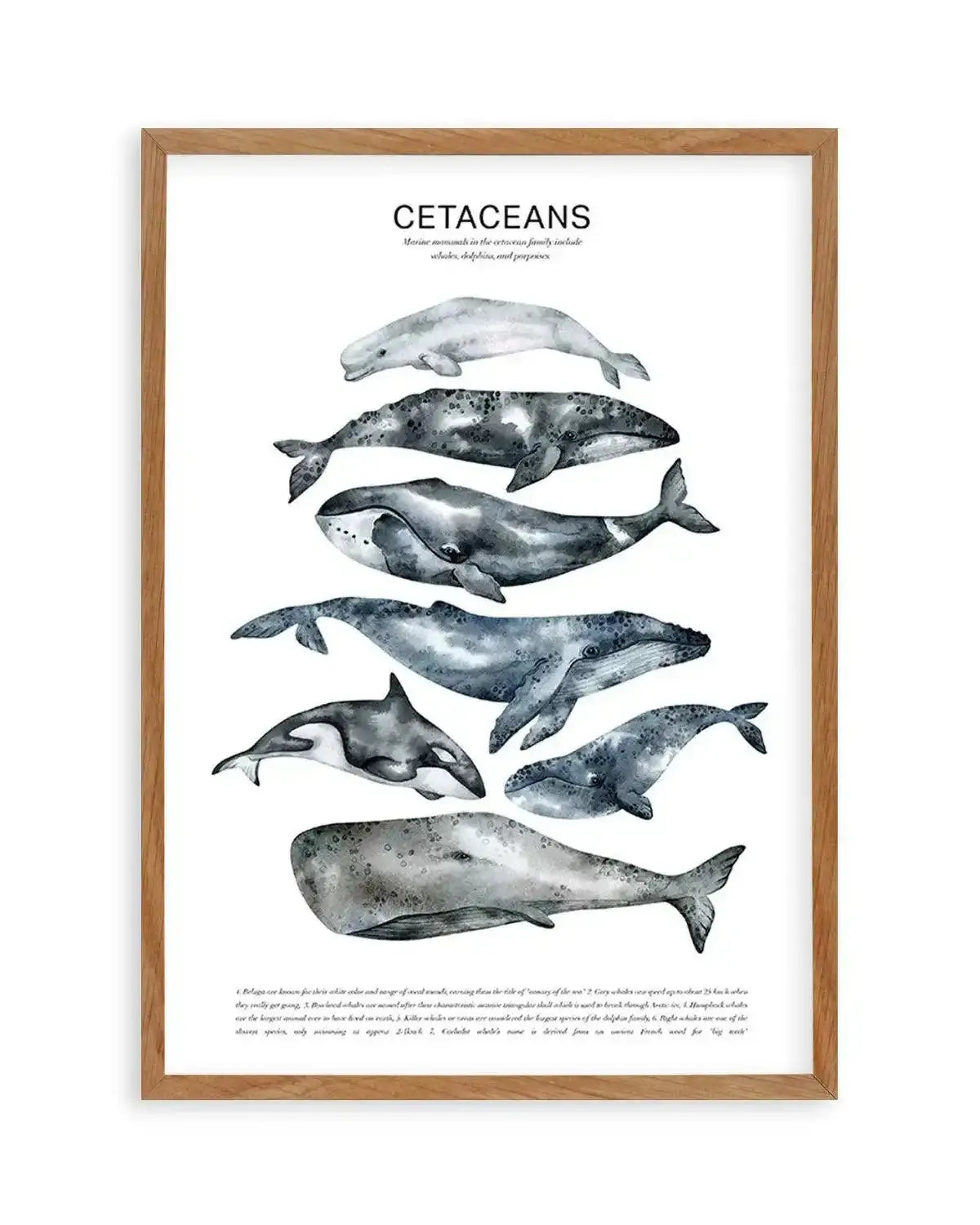 Cetaceans Chart Art Print from Olive et Oriel where you can shop wallpaper and artworks online