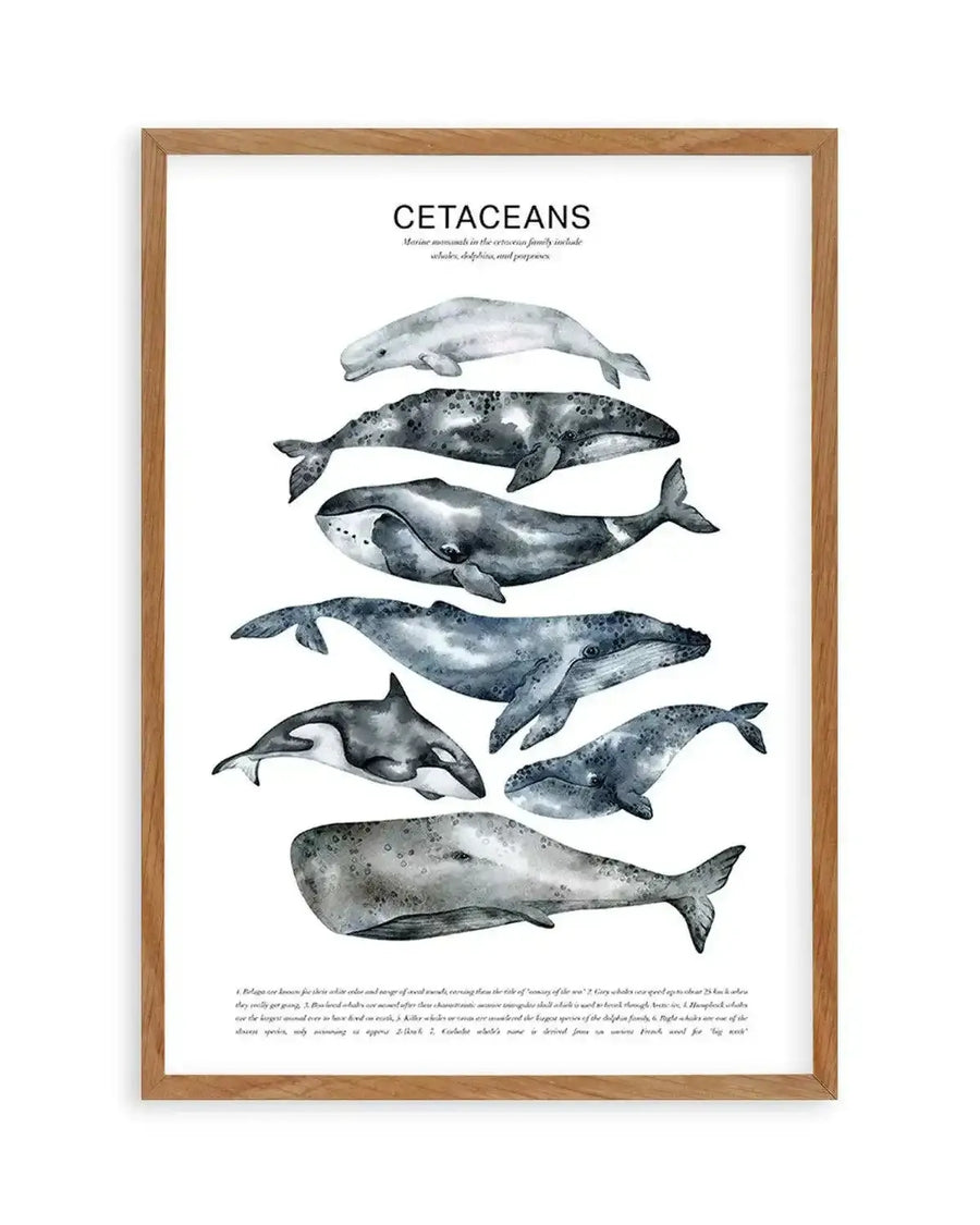 "Watercolour art print featuring nine different cetacean species, including whales, dolphins, and porpoises, arranged vertically on a white background, displayed in a natural oak frame with white border. The artwork has a soft, muted colour palette of greys, blues, and whites, with visible brushstroke textures."