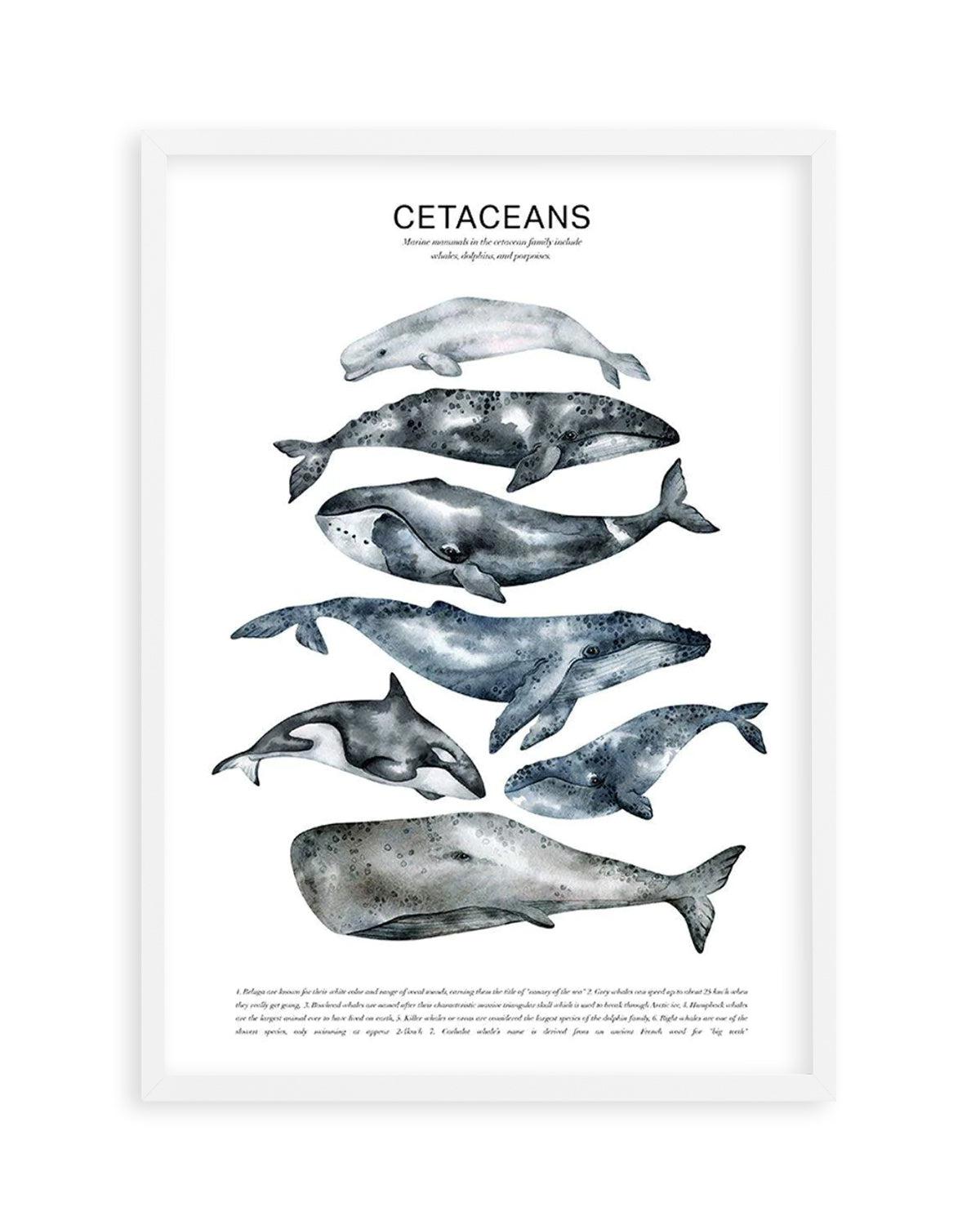 Cetaceans Chart Art Print