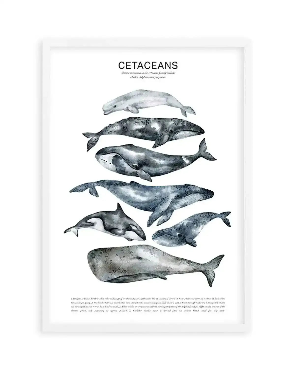 Cetaceans Chart Art Print from Olive et Oriel where you can shop wallpaper and artworks online