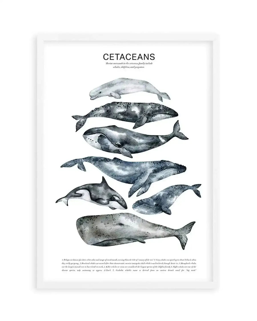Watercolour art print featuring a chart of nine different cetaceans in shades of grey and blue, with their names and a brief description at the top and bottom, displayed in a white frame with a white border.