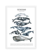 Cetaceans Chart Art Print