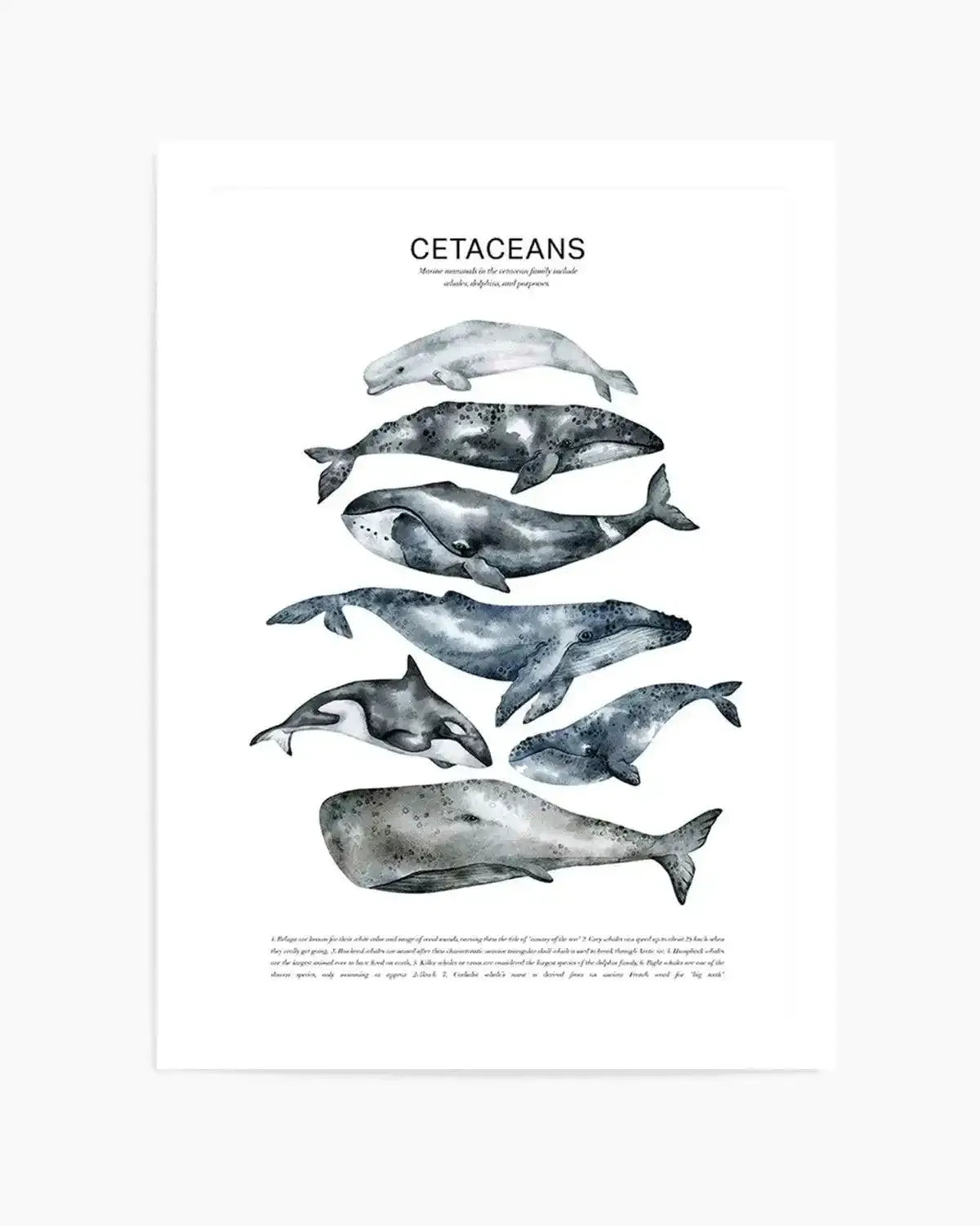 Cetaceans Chart Art Print from Olive et Oriel where you can shop wallpaper and artworks online