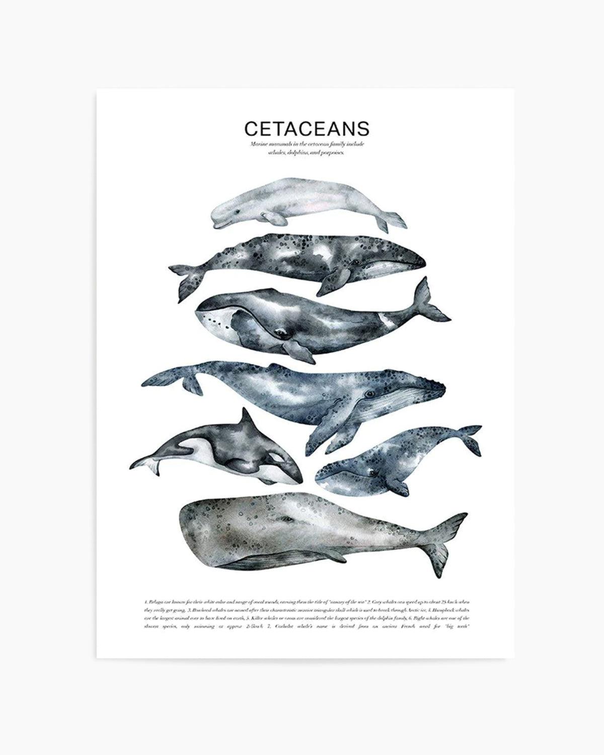 Cetaceans Chart Art Print