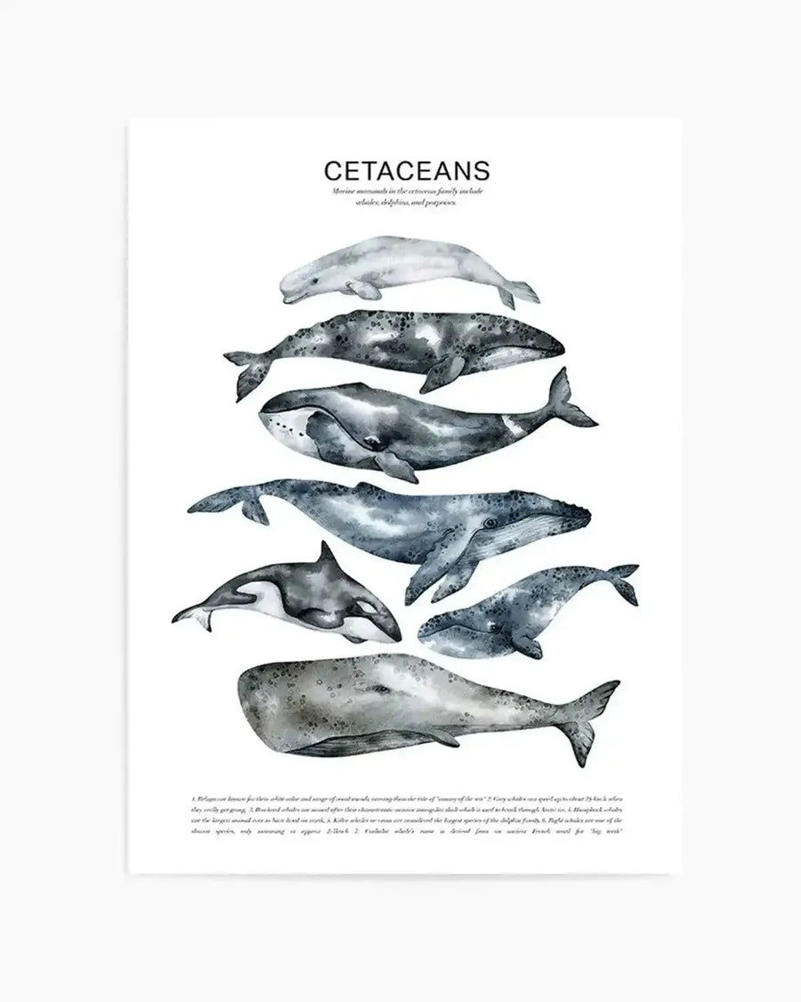 Watercolour art print featuring nine different cetaceans in various shades of grey and black on a white background, with the title "CETACEANS" and descriptive text below. The cetaceans include a beluga whale, a sperm whale, a humpback whale, a blue whale, an orca, and other whale and dolphin species, each rendered with soft brushstroke detail.